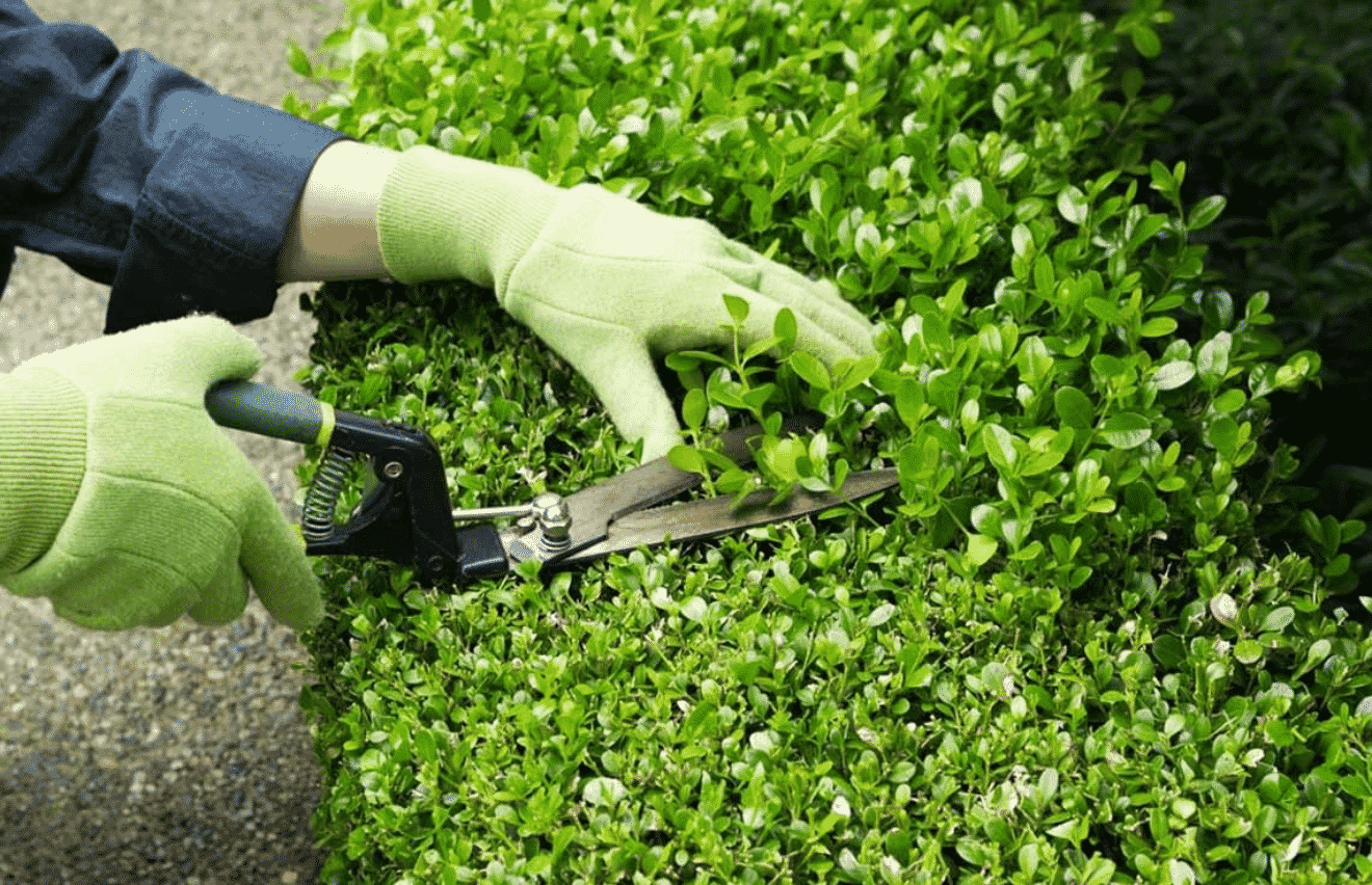 jardinería