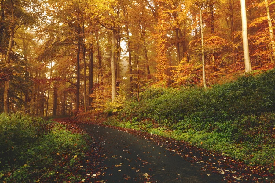 la naturaleza es buena para tu salud