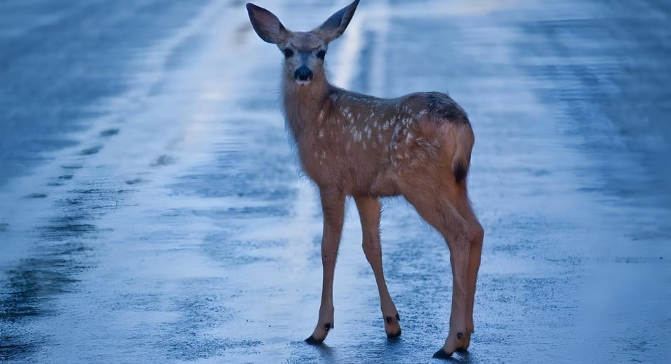 el seguro de coche los daños por impacto contra animales cinegéticos